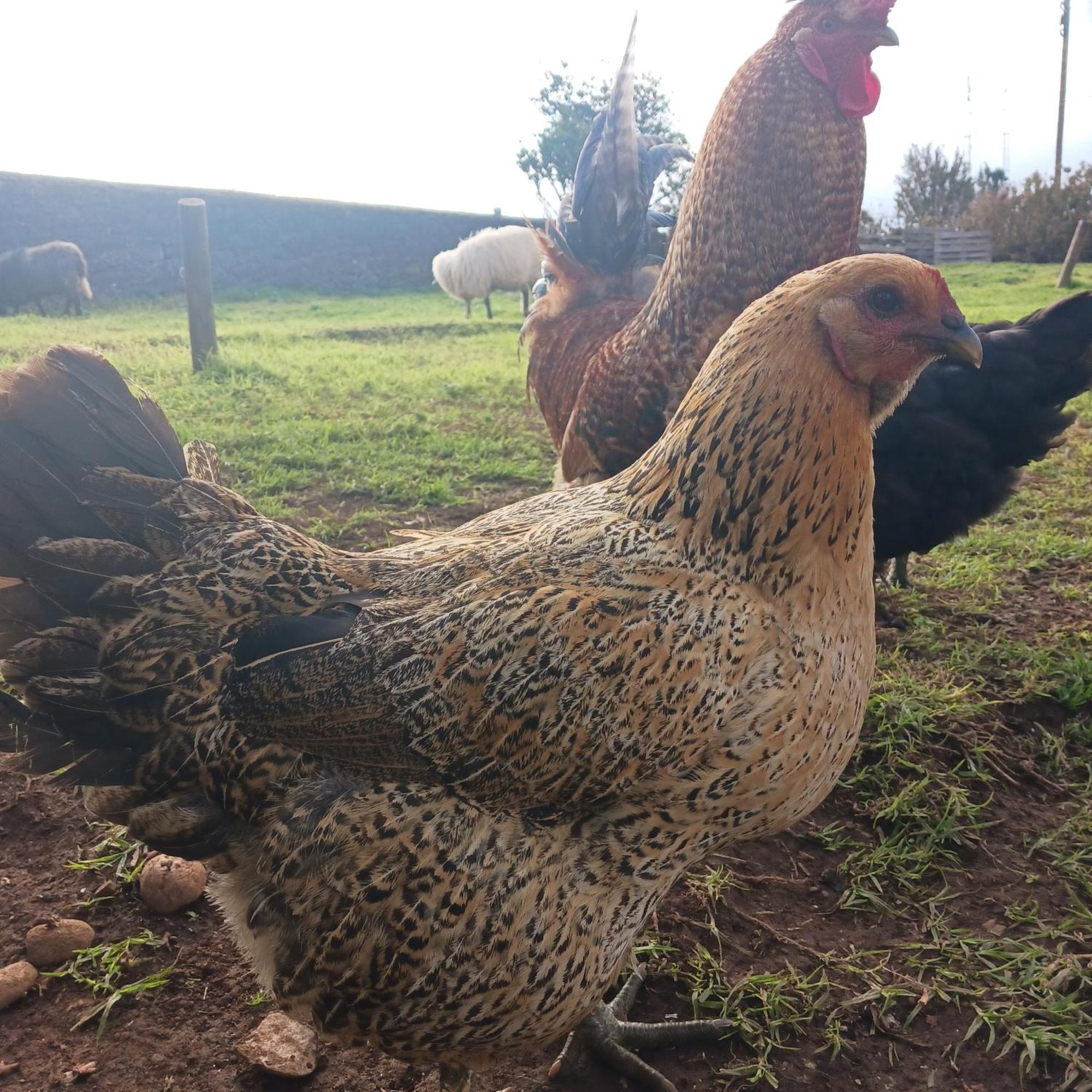 Achadas Da Cruz Farm House Екстериор снимка